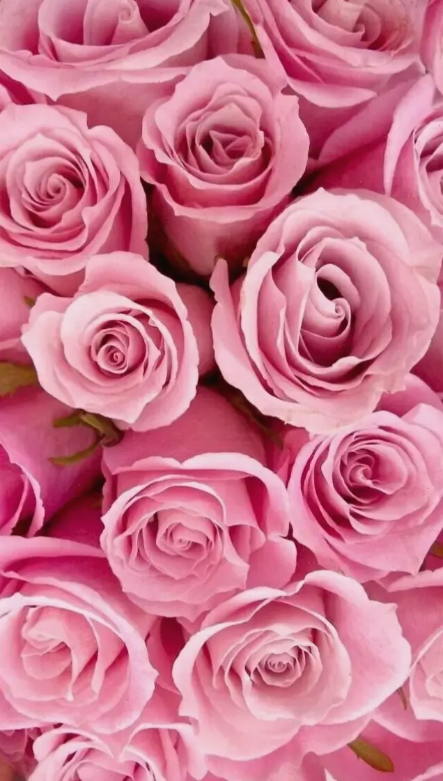 Vẻ đẹp dịu dàng của hoa hồng hồng phấn, như lời thì thầm ngọt ngào của tình yêu chân thành.