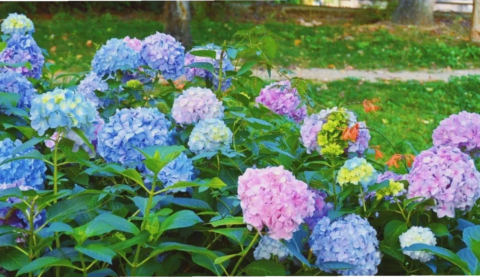 Vẻ đẹp mê hoặc của hoa cẩm tú cầu, một loài hoa đầy sức sống và quyến rũ.