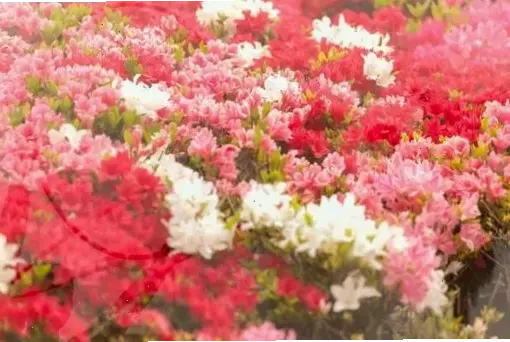 Vẻ đẹp tinh khôi của hoa đỗ quyên trắng, biểu tượng thanh lịch và tinh tế tự nhiên.