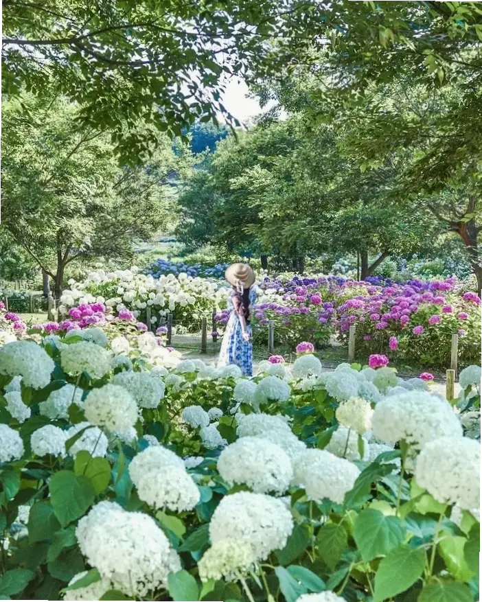 Vườn hoa cẩm tú cầu đẹp mê ly, nơi lý tưởng để thư giãn và tận hưởng thiên nhiên.