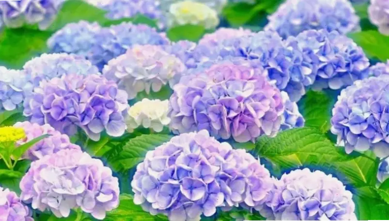 Vườn hoa cẩm tú cầu rực rỡ, một bức tranh thiên nhiên hoàn hảo và hấp dẫn cho mọi giác quan.