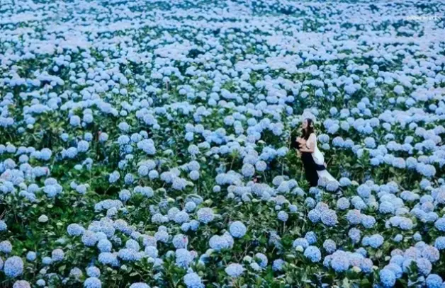 Vườn hoa cẩm tú cầu rực rỡ, tô điểm cho cảnh đồng quê xanh tươi.