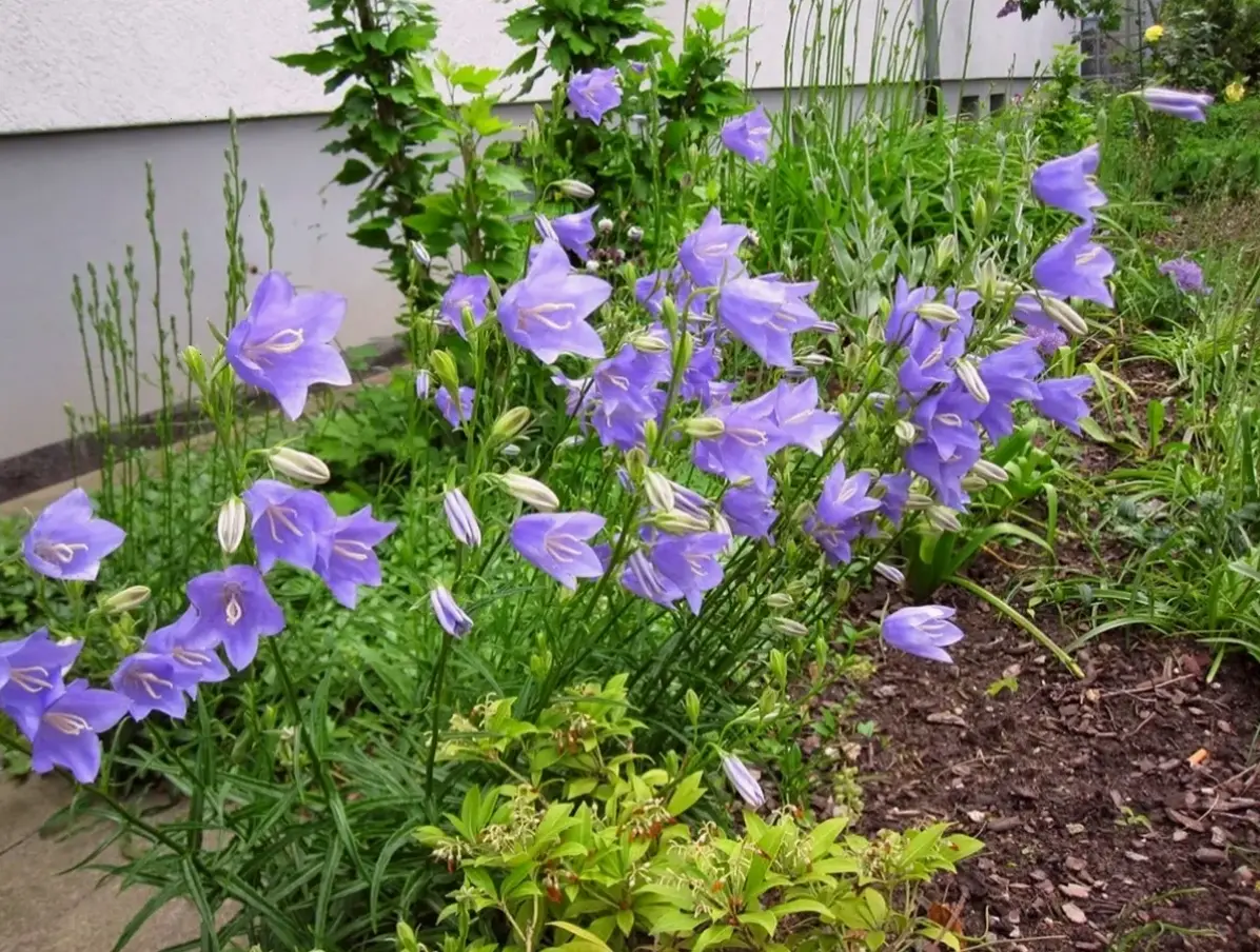 Vườn hoa cát cánh rực rỡ khoe sắc, mang lại cảm giác thư thái và gần gũi với thiên nhiên.