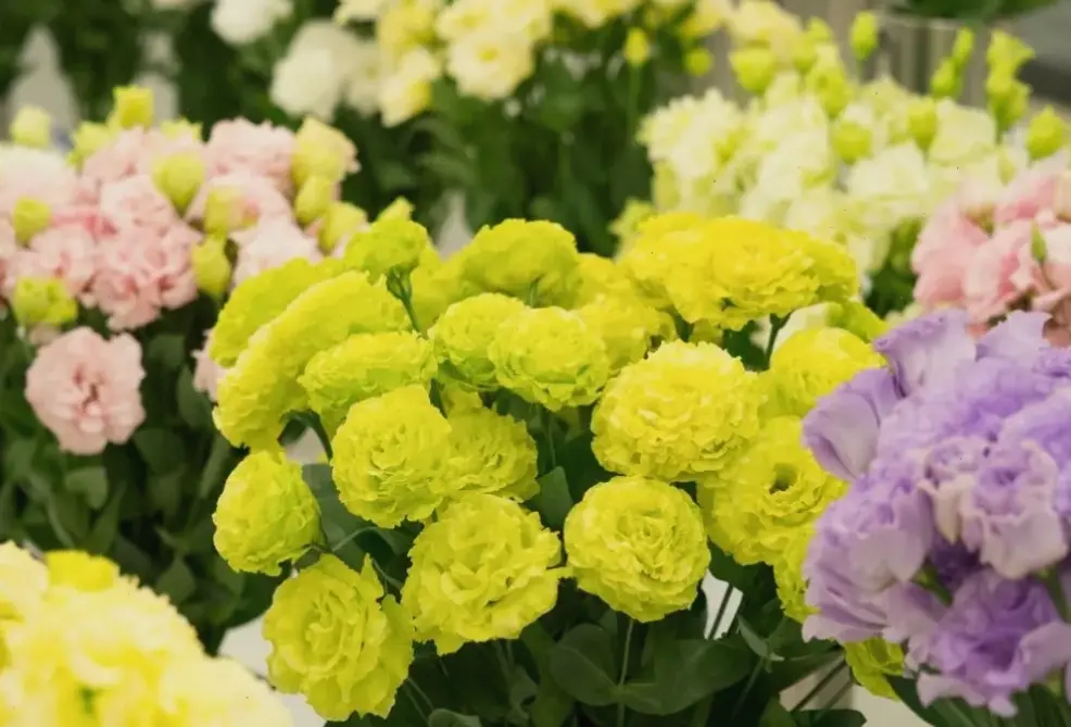 Vườn hoa cát tường tuyệt đẹp, nơi bạn có thể thư giãn và tận hưởng vẻ đẹp thiên nhiên.