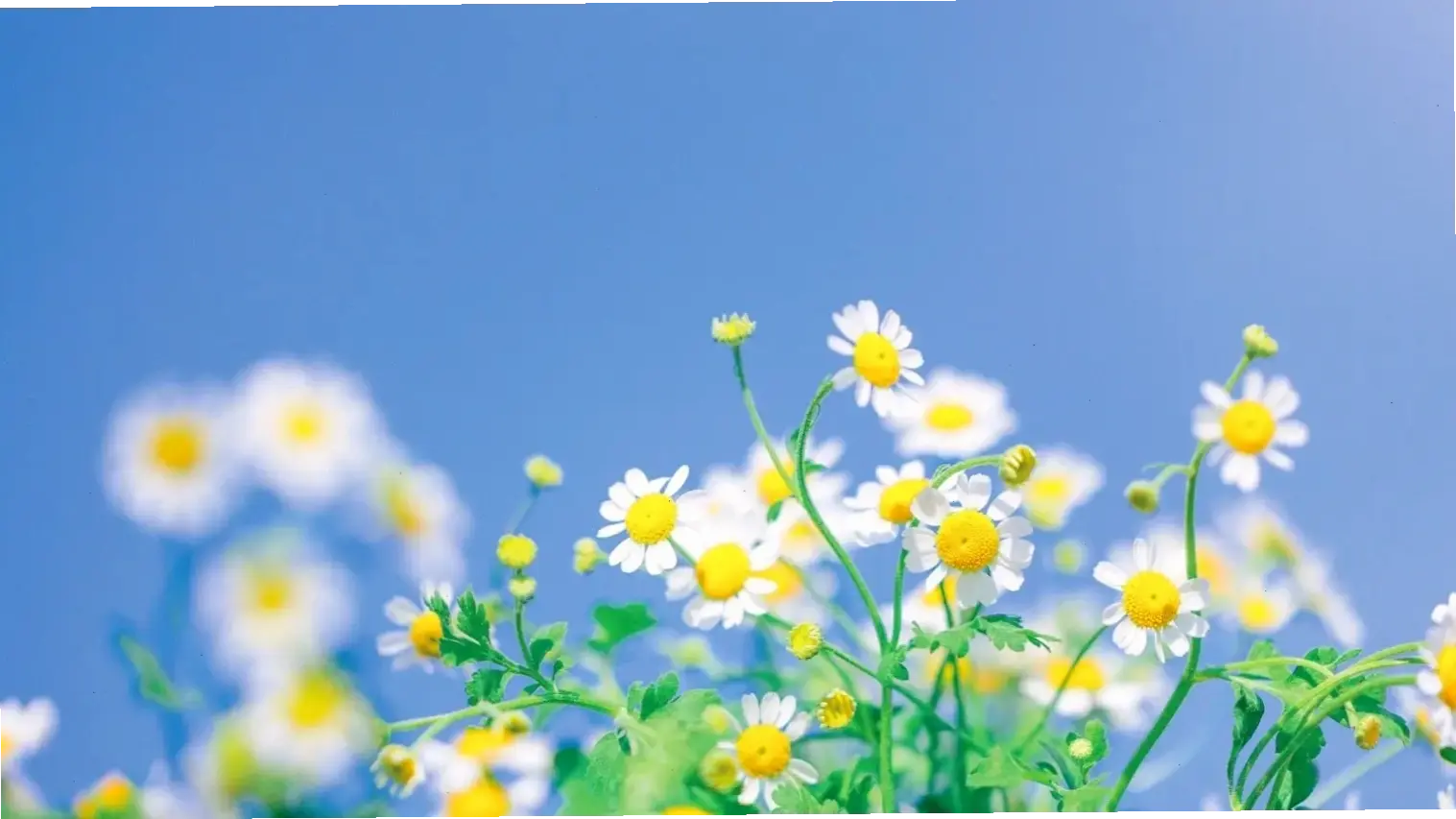 Vườn hoa cúc anh đẹp lung linh, nơi lý tưởng để thư giãn và tận hưởng vẻ đẹp của thiên nhiên.