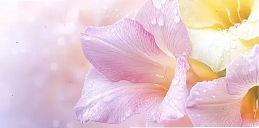 Vườn hoa lay ơn rực rỡ khoe sắc, mang lại cảm hứng và không gian thư giãn tuyệt vời.