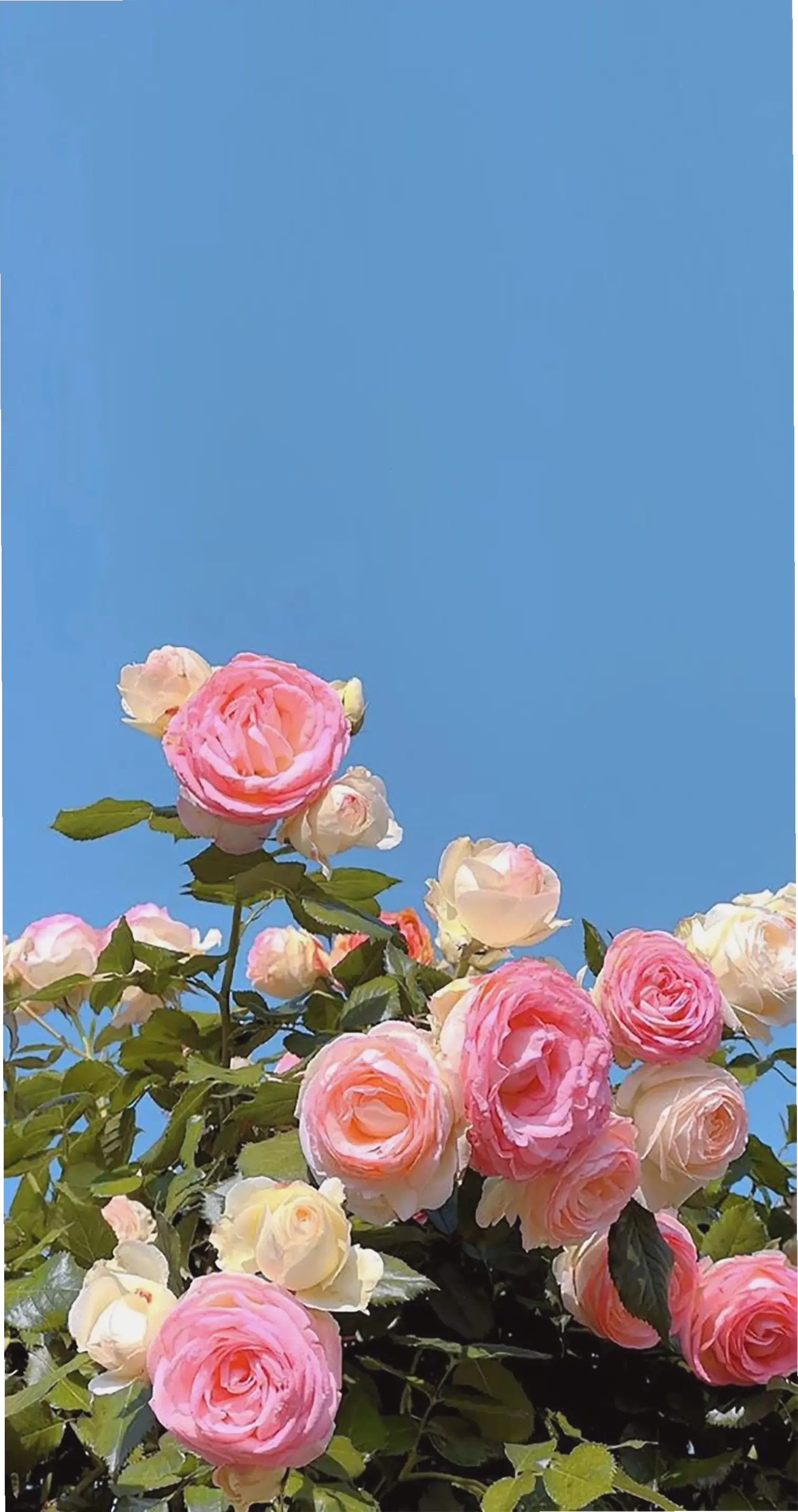 Ảnh hoa hồng hồng phấn dịu dàng, gợi lên sự nữ tính và ngọt ngào. Một bức ảnh đầy cảm hứng sáng tạo.