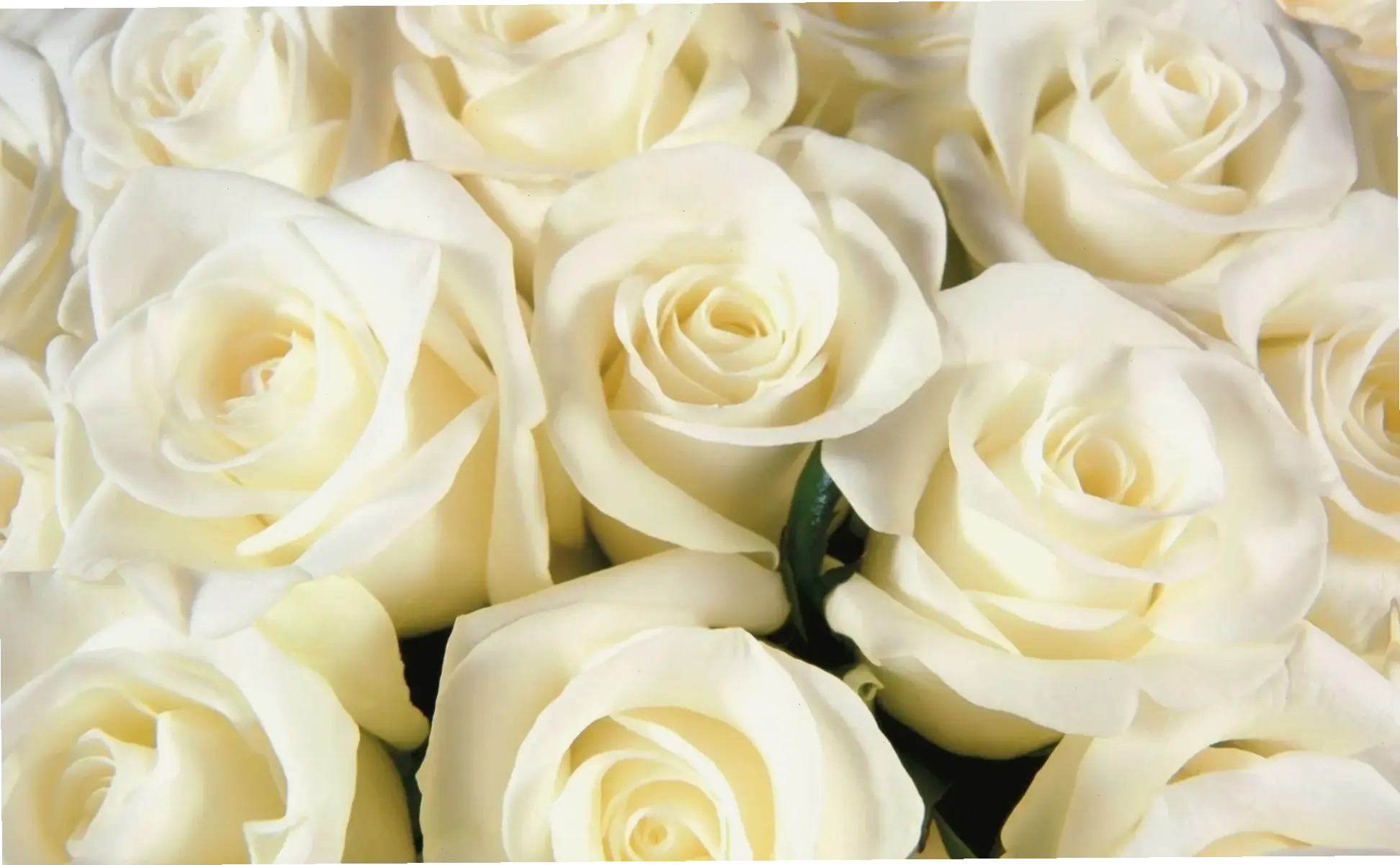 Ảnh hoa hồng trắng đẹp tinh khôi, mang vẻ thanh lịch và yên bình. Lý tưởng để trang trí không gian sống.