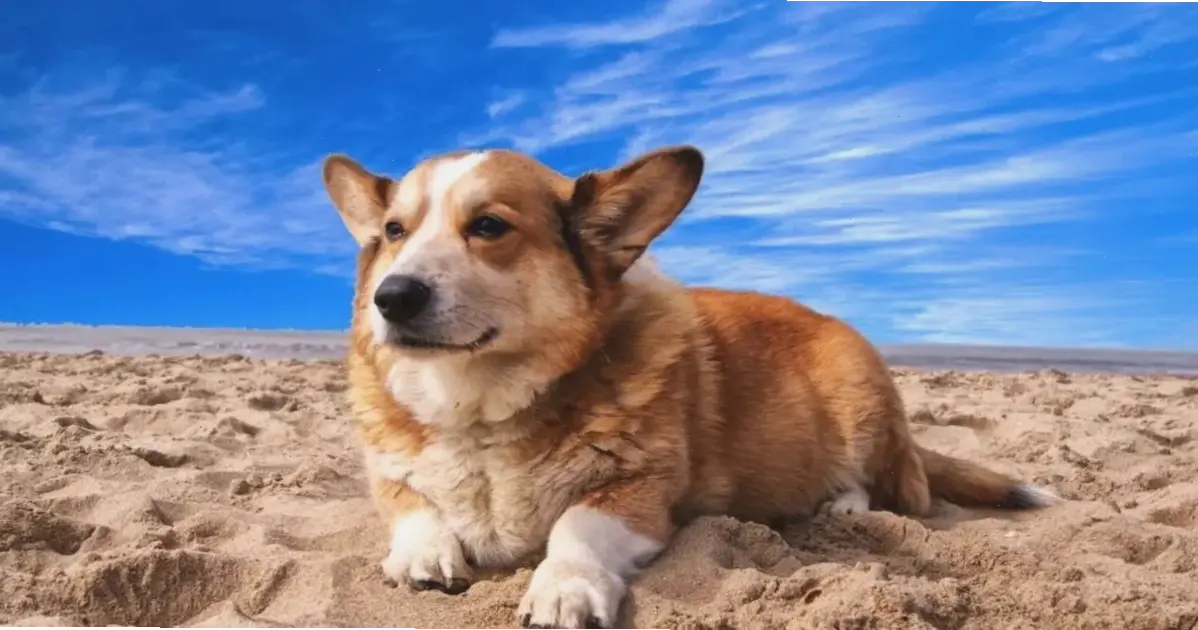 Avatar chó đẹp này sẽ làm profile bạn thêm phần dễ thương và cuốn hút, mang đến niềm vui bất tận!