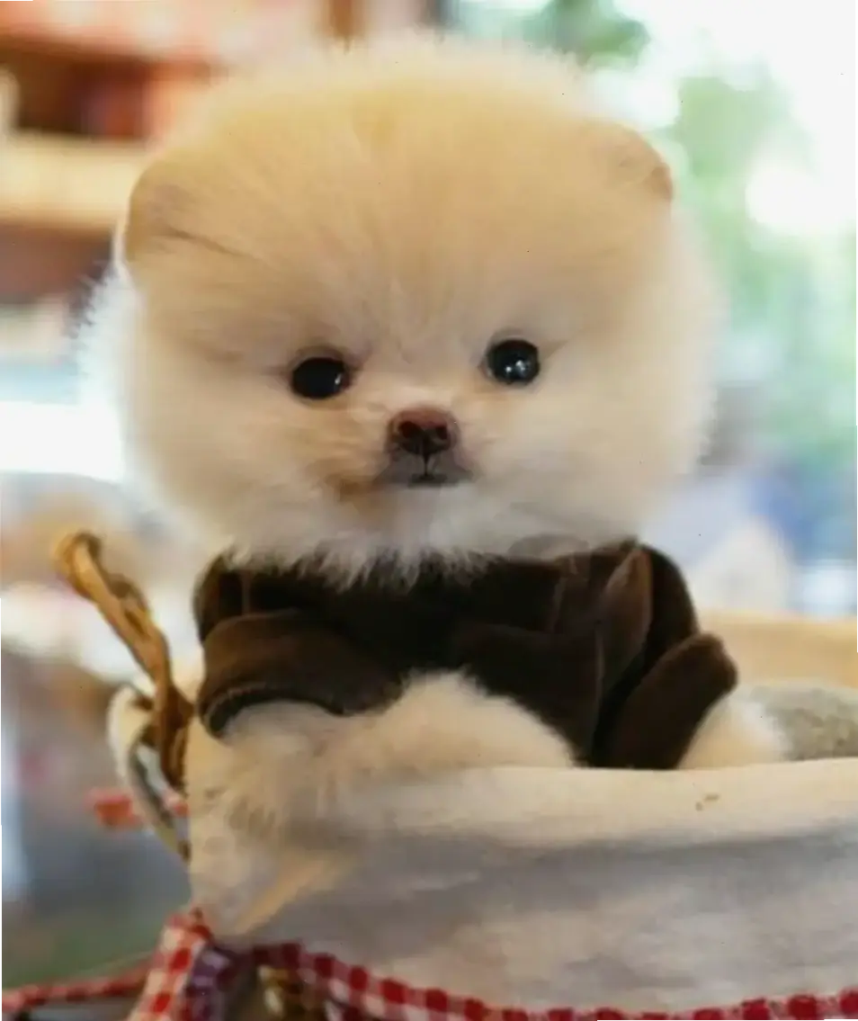 Avatar chó kawaii siêu dễ thương, mang đến niềm vui và sự đáng yêu bất tận cho mọi khoảnh khắc hàng ngày của bạn!