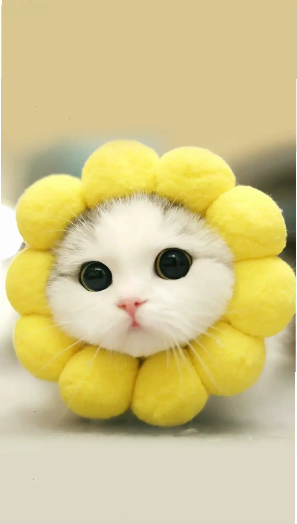 Avatar dễ thương động vật mang niềm vui bất tận, biến hồ sơ bạn thành thế giới đáng yêu và đầy sức sống!