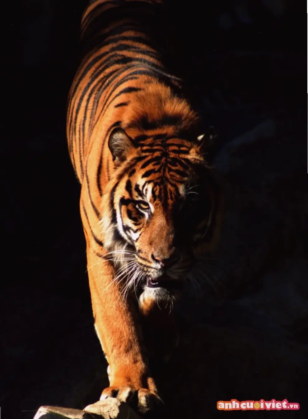 Avatar động vật 3D siêu dễ thương và sống động, biến bạn thành nhân vật ảo độc đáo ngay hôm nay!