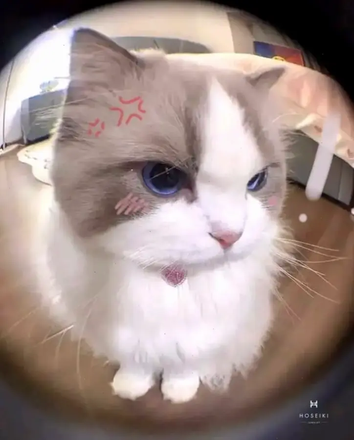 Avatar động vật hài hước siêu dễ thương, mang lại tiếng cười bất tận cho mọi avatar của bạn!