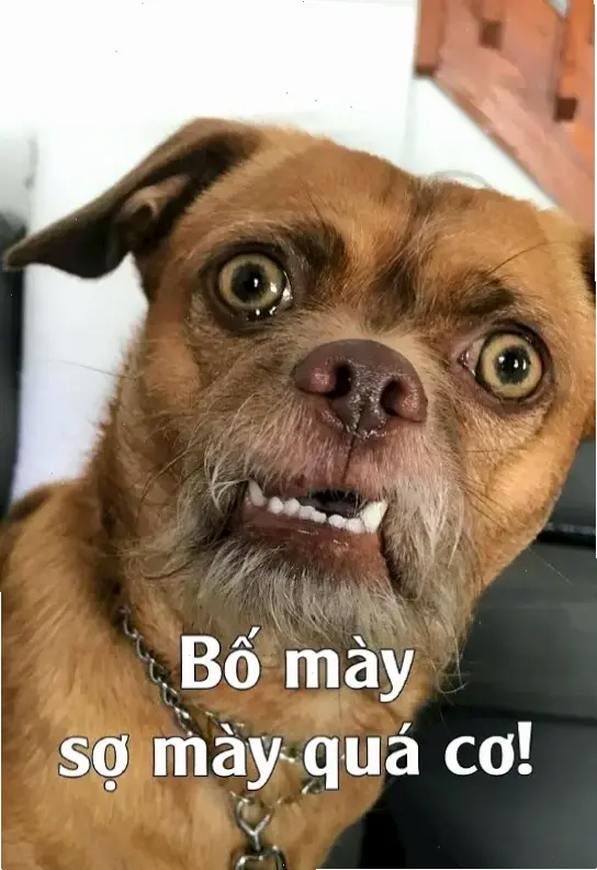 Avatar hài hước động vật siêu dễ thương, mang lại tiếng cười bất tận và niềm vui hàng ngày cho bạn!