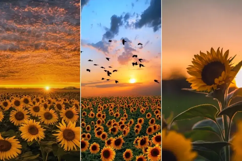 Khám phá avatar mặt trời nghệ thuật rực rỡ, mang năng lượng tích cực và sáng tạo đến mọi khoảnh khắc hàng ngày!