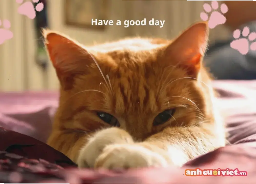 Khám phá avatar meme vui nhộn này, mang lại tiếng cười bất tận và năng lượng tích cực cho ngày mới của bạn!