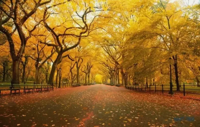 Avatar mùa thu 3D mang đến trải nghiệm sống động với lá vàng rực rỡ và gió thu dịu dàng, biến mùa thu thành nghệ thuật 3D chân thực và cuốn hút!