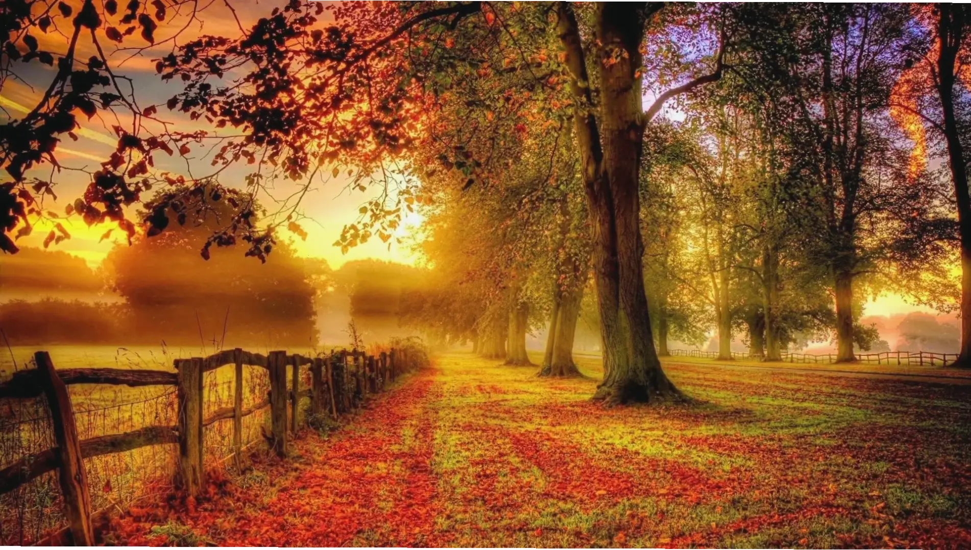 Avatar mùa thu aesthetic mang đến vẻ đẹp rực rỡ với lá vàng rơi và không khí ấm áp, gợi cảm hứng mùa thu lãng mạn.