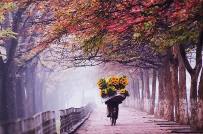 Avatar mùa thu đẹp mang đến sắc màu rực rỡ và cảm hứng ấm áp, biến mùa lá vàng thành bức tranh sống động!