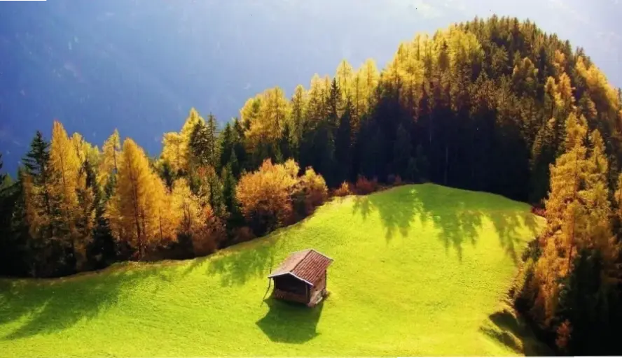 Hãy lạc lối trong rừng phong cảnh xanh tươi, nơi thiên nhiên hoang dã mang đến những khoảnh khắc kỳ diệu và bình yên!