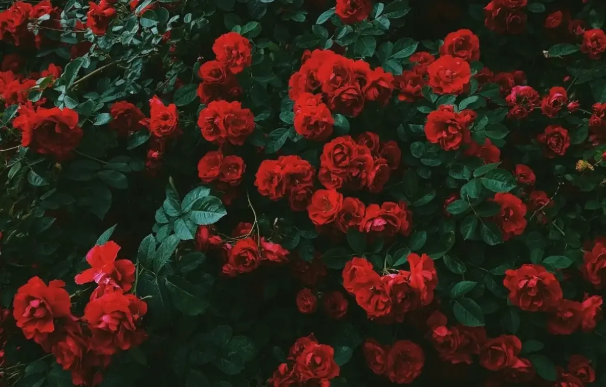 Hình ảnh hoa hồng đỏ 4K rực rỡ, tượng trưng cho tình yêu nồng cháy và đam mê. Khám phá chi tiết sắc nét qua từng cánh hoa.