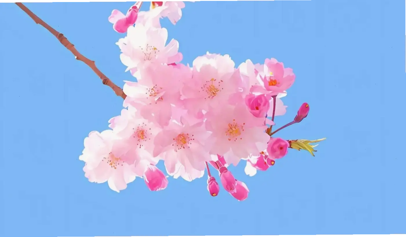 Hoa anh đào chụp cận 4K tiết lộ chi tiết sắc nét, từ cánh hoa đến nhị vàng, mang vẻ đẹp chân thực đến gần hơn.