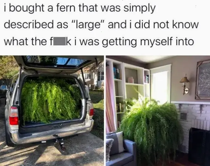 Những meme hài hước về Fern từ Sousou no Frieren, mang lại tiếng cười và sự yêu thích cho cộng đồng fan.